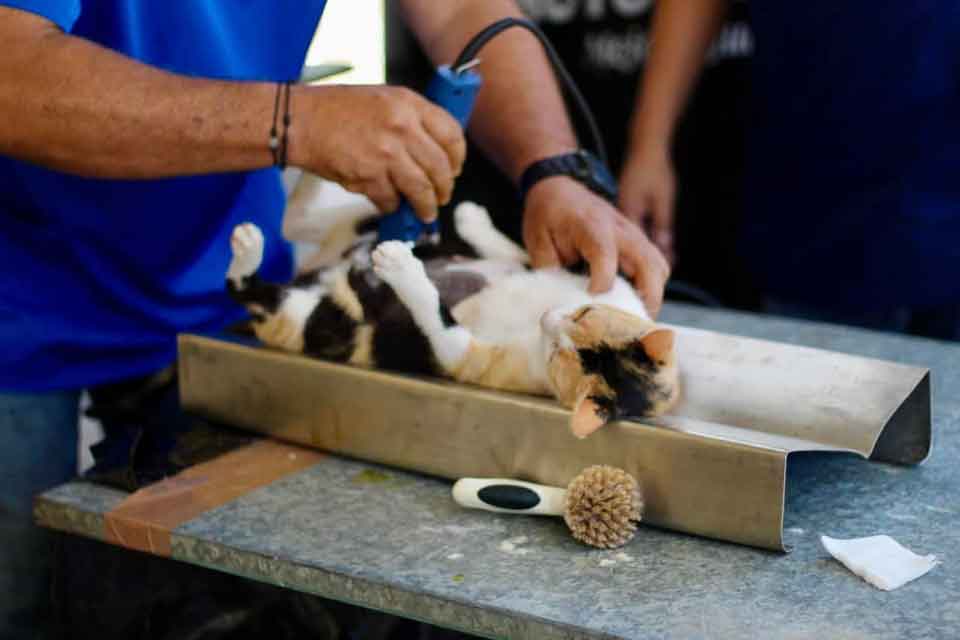 campaña de esterilización dzitás
