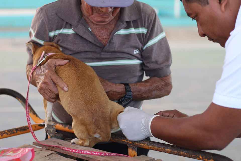 prevenir es la mejor herramienta ante la rabia
